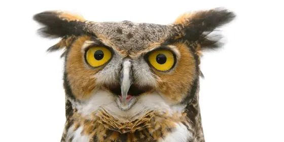 ¿Le gusta trasnochar? 4 cosas que la ciencia sabe de usted