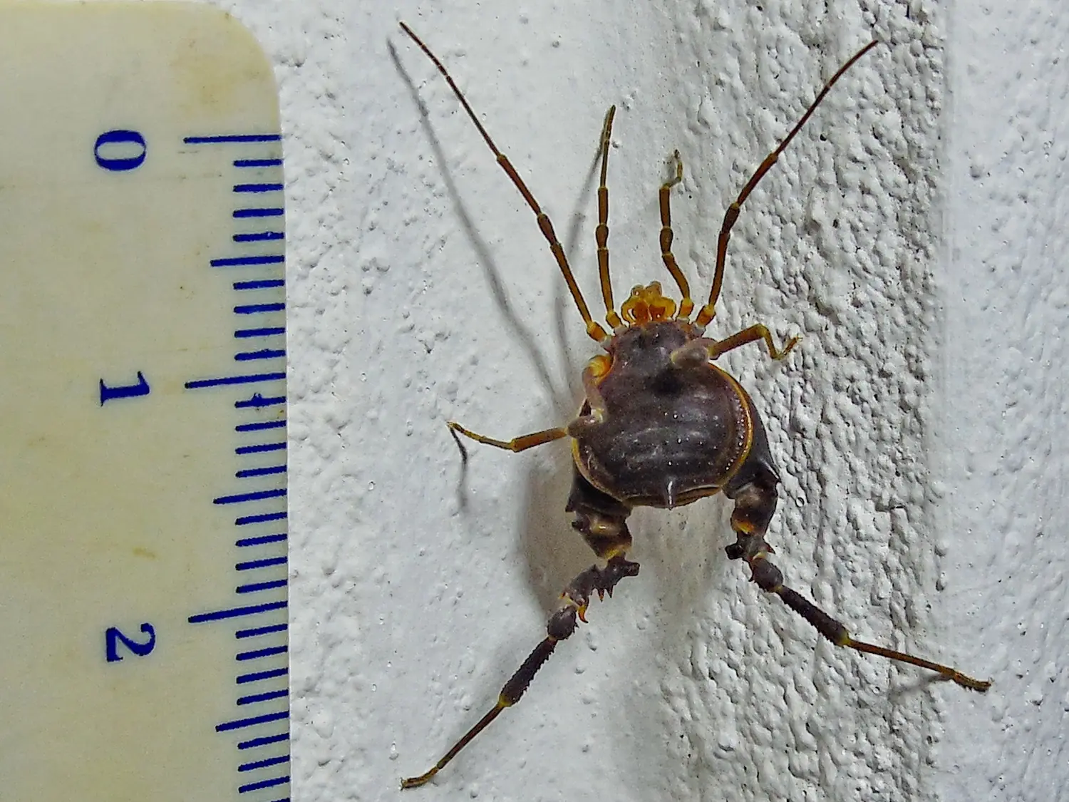 Soy la Reglita de Animales en mi casa y te lo cuento