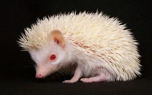 animales raros