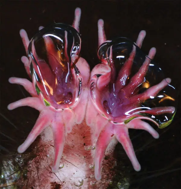 animales raros