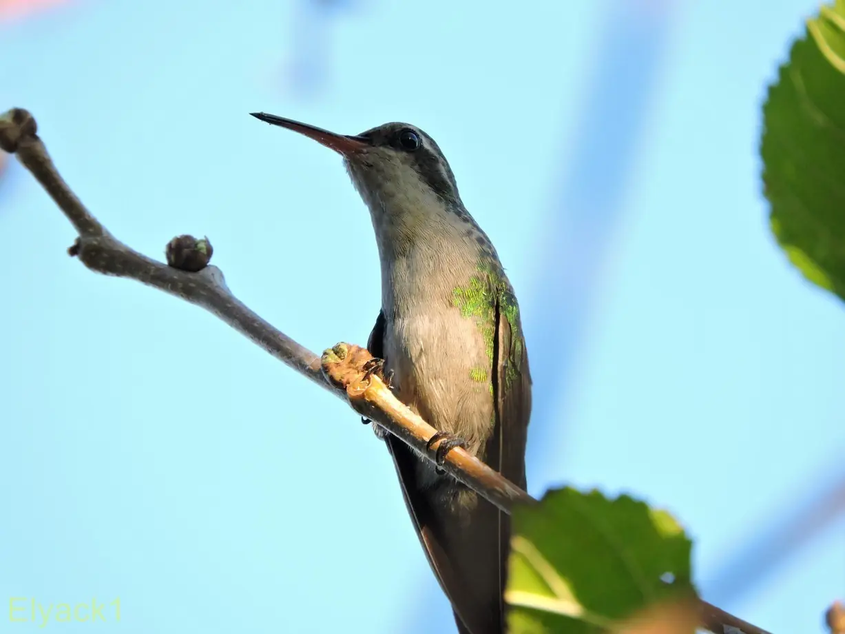 aves