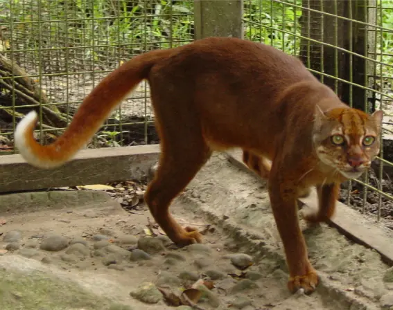 gatos
