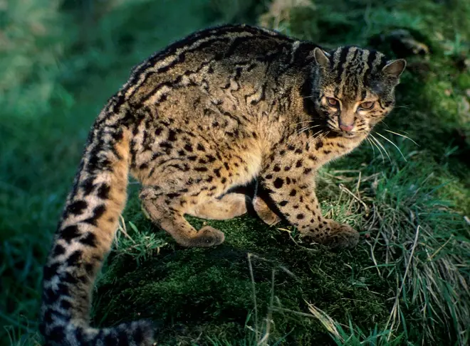 Lince Ibérico al borde de la extinción