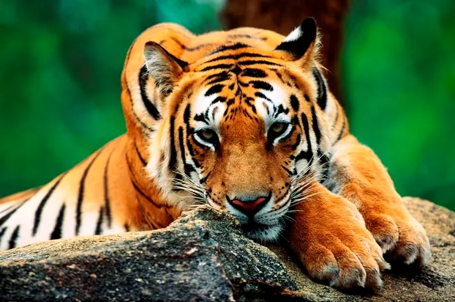 linces