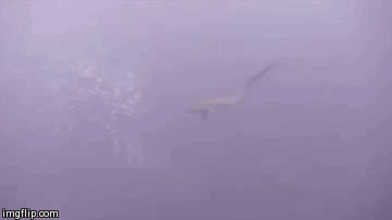 Gifs Interesantes para aprender