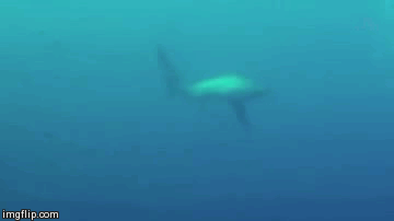 gifs