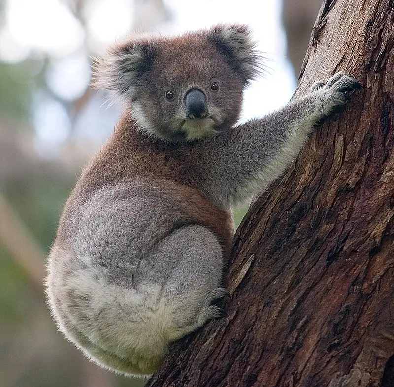 Que es un Koala y como sacrificarlo + yapa foto de lechugas