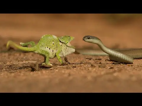 Lucha entre Camaleón asesino y Serpiente: quien ganó