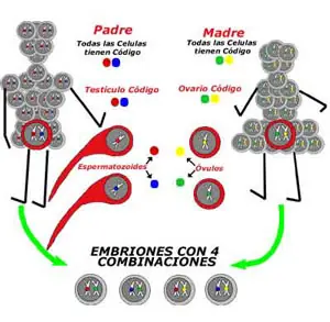 criollos