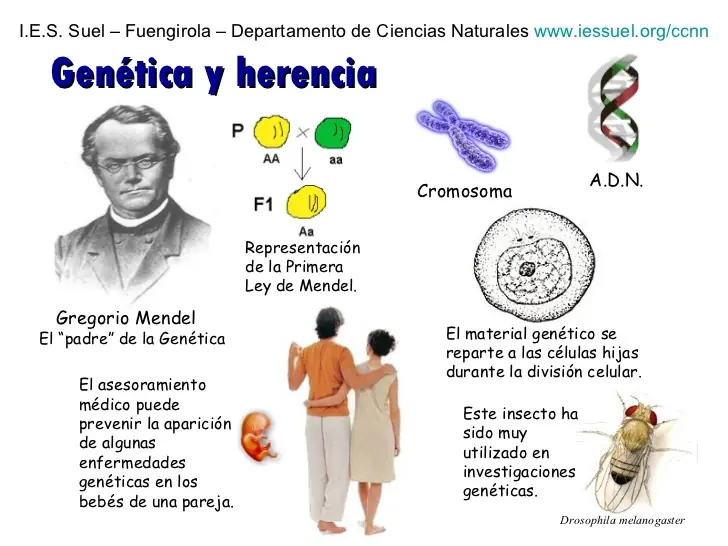 mestizaje
