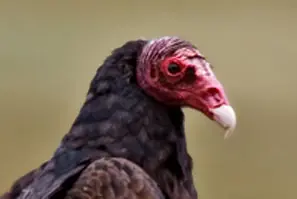 de turquia