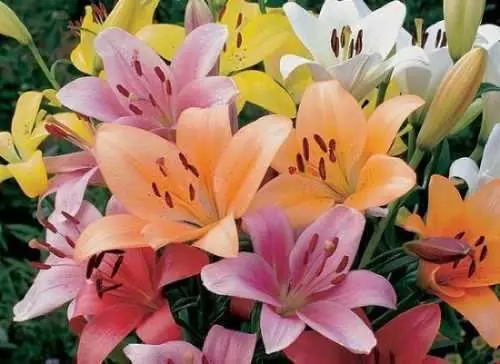 flores naturales