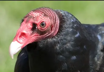 Buitre de Turquía, a que no lo conocias