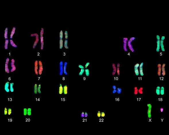 Finalizan el mayor estudio del genoma