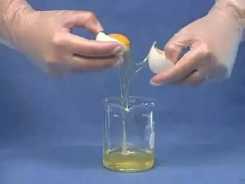 El huevo (alimento y algo mas)