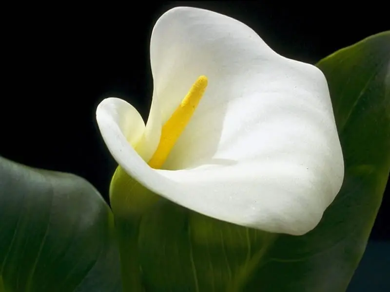 florerias