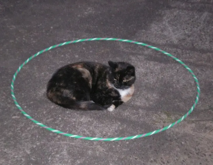 mascota