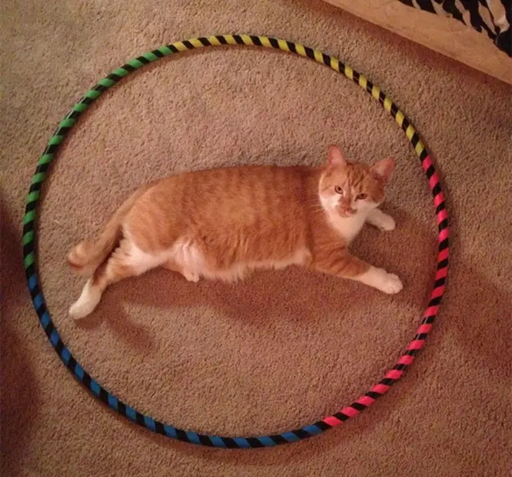 Gatos