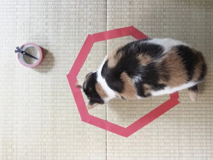 trampa para gatos