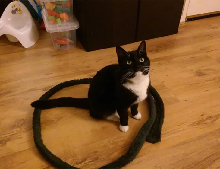 Te enseño a atrapar gatos (no apto asiáticos)