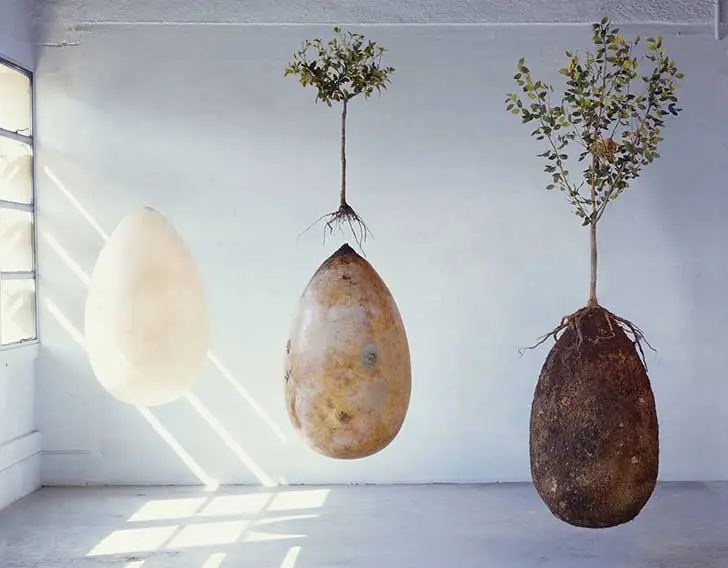 capsulas