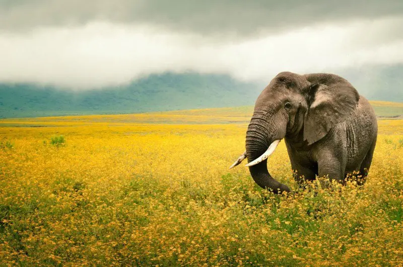 los 10 animales que mas matan personas en el mundo