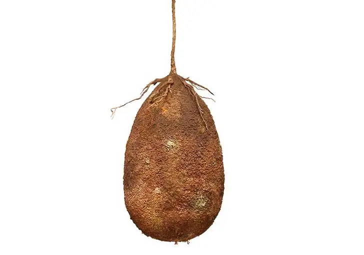nueva ecologia