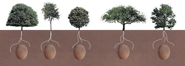 biodegradable