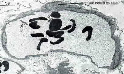 anatomia humana