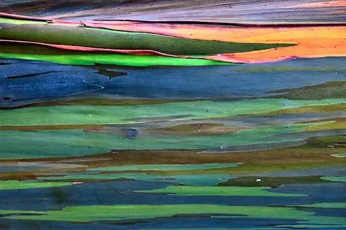 El árbol más flashero del mundo, pasáte lince