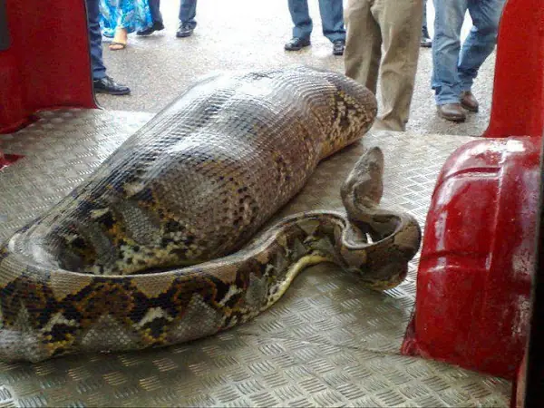 Anacondas comiendo gente. Sera cierto?