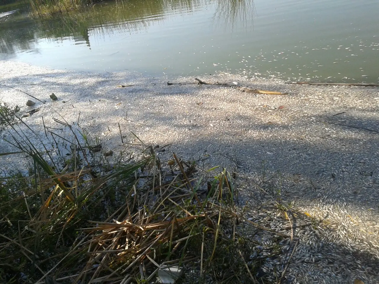 contaminacion del agua