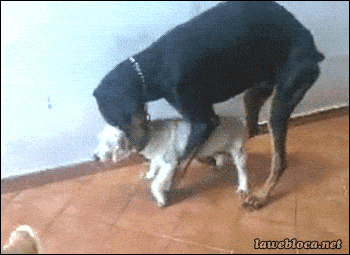 (MEGAPOST) imágenes y gifs graciosos