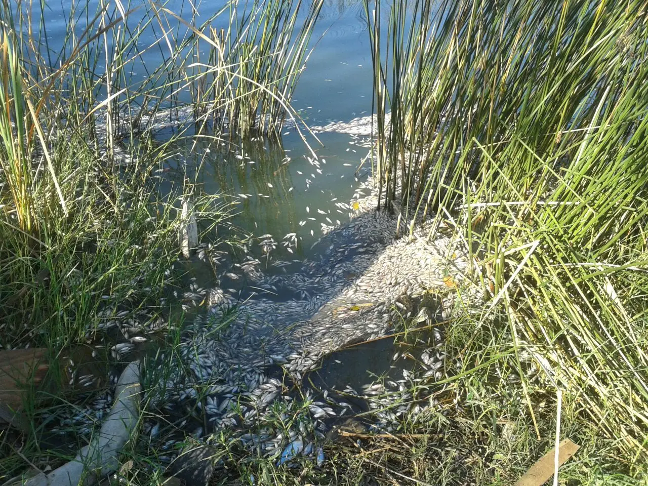 contaminacion del agua