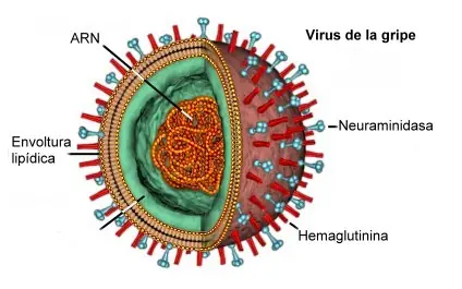 virus influenza