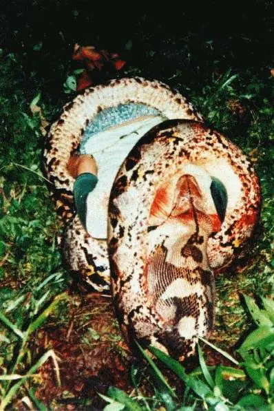 anaconda