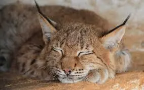 Taringa de luto, matan otro lince.