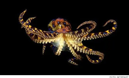 Los 10 animales más venenosos del mundo