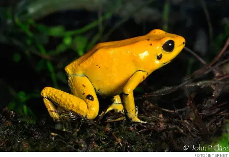 taringa