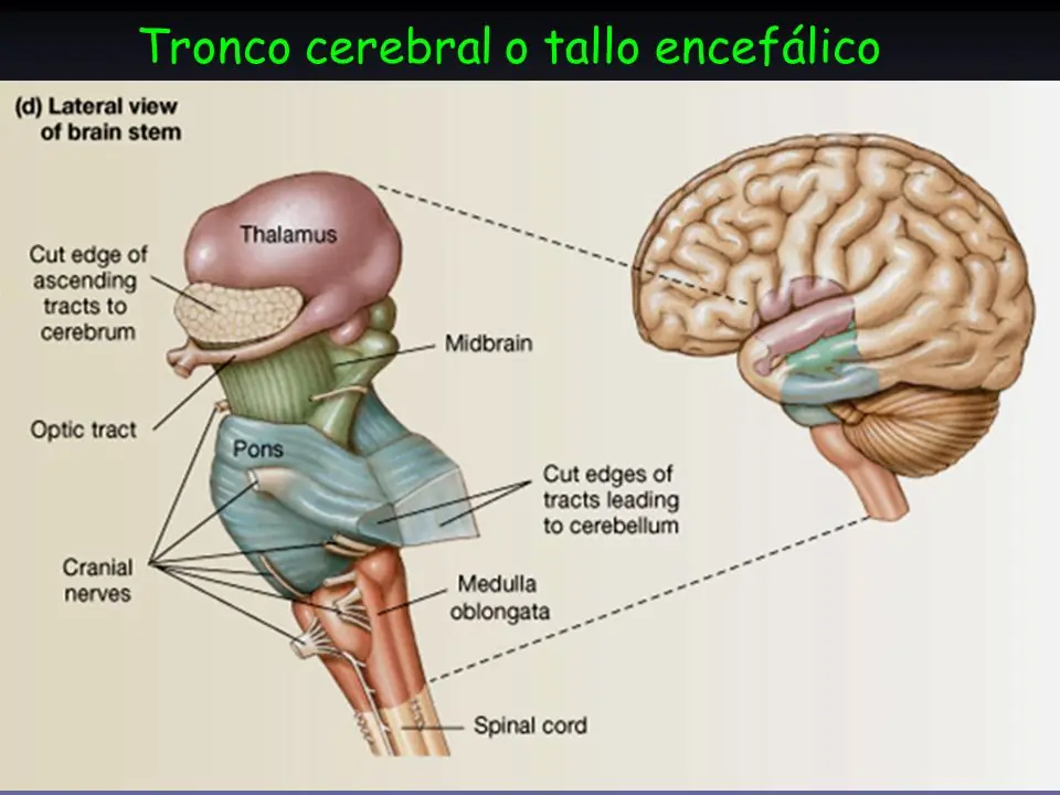 ciencia