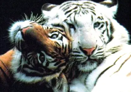 Todo sobre Tigres de Bengala: (MEGAPOST)