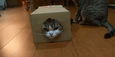 El gato de Schrodinger - Interpretaciones
