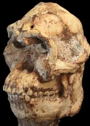 ‘Little Foot’, la nueva protagonista de la evolución humana
