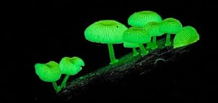 La luz creada por seres vivos ¡Bioluminiscencia!