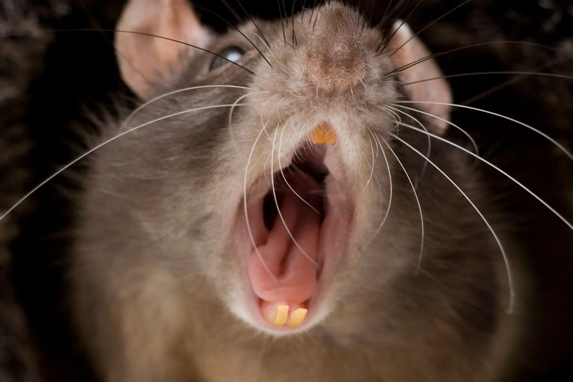 Relato Anormal II: En el tunel  (Las ratas del cementerio)