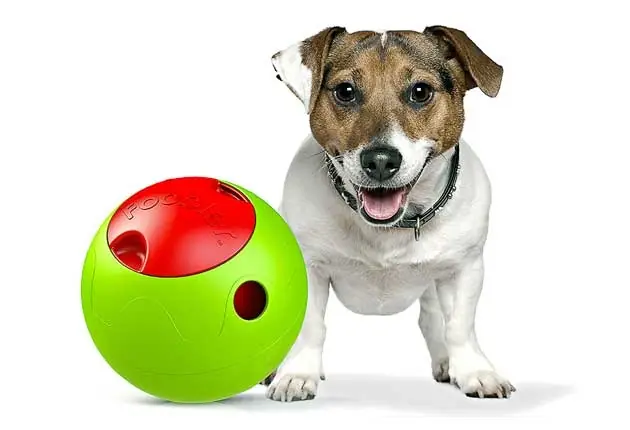Juguetes tecnológicos para tu mascota