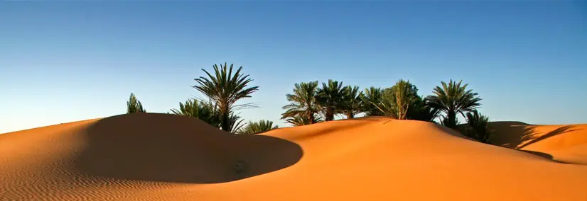 La Amazonía sobrevive gracias al desierto Sahara
