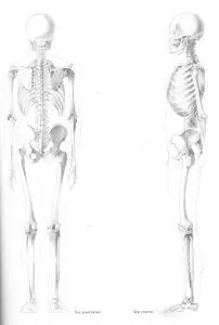 neandertal