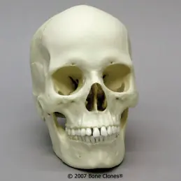 homo neanderthalensis