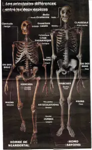 homo neanderthalensis